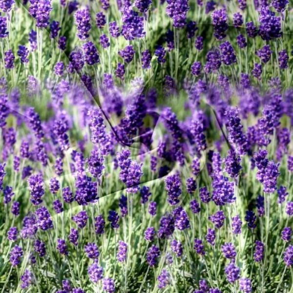 3 delna bombažna posteljnina, 160X200, 16A-12